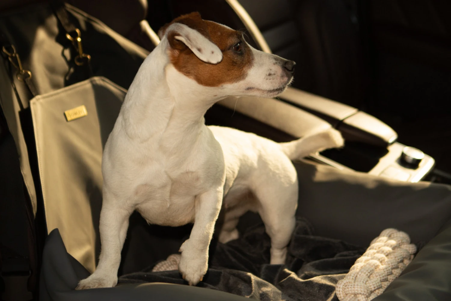 Jeep Renegade Dog Car Seat for English Cocker Spaniels